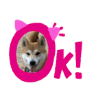 柴犬りくちん★（個別スタンプ：35）
