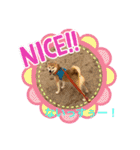 柴犬りくちん★（個別スタンプ：36）