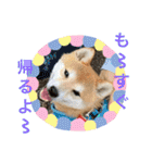 柴犬りくちん★（個別スタンプ：37）