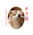柴犬りくちん★（個別スタンプ：38）