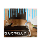柴犬りくちん★（個別スタンプ：39）