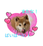 柴犬りくちん★（個別スタンプ：40）