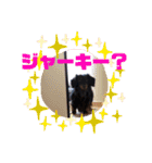 虎之介カーニバル（個別スタンプ：9）