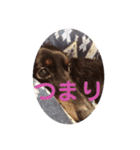 虎之介カーニバル（個別スタンプ：11）