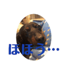 虎之介カーニバル（個別スタンプ：13）