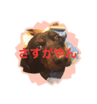 虎之介カーニバル（個別スタンプ：20）
