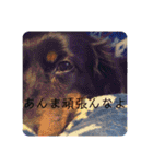 虎之介カーニバル（個別スタンプ：23）