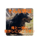 虎之介カーニバル（個別スタンプ：24）
