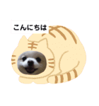 可愛いポメのマロンちゃん（個別スタンプ：3）