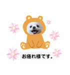 可愛いポメのマロンちゃん（個別スタンプ：4）