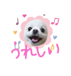 可愛いポメのマロンちゃん（個別スタンプ：6）