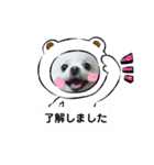 可愛いポメのマロンちゃん（個別スタンプ：8）