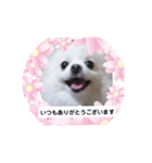 可愛いポメのマロンちゃん（個別スタンプ：9）