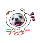 可愛いポメのマロンちゃん（個別スタンプ：10）