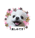 可愛いポメのマロンちゃん（個別スタンプ：13）