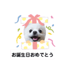 可愛いポメのマロンちゃん（個別スタンプ：14）