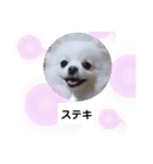 可愛いポメのマロンちゃん（個別スタンプ：16）