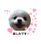 可愛いポメのマロンちゃん（個別スタンプ：19）