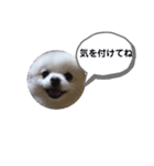 可愛いポメのマロンちゃん（個別スタンプ：20）