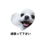 可愛いポメのマロンちゃん（個別スタンプ：24）