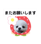 可愛いポメのマロンちゃん（個別スタンプ：25）