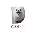 可愛いポメのマロンちゃん（個別スタンプ：26）