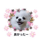 可愛いポメのマロンちゃん（個別スタンプ：27）