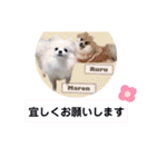 可愛いポメのマロンちゃん（個別スタンプ：28）