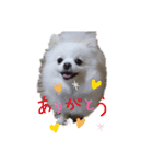 可愛いポメのマロンちゃん（個別スタンプ：31）