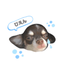 ♡チワワのこたろう（個別スタンプ：1）