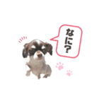 ♡チワワのこたろう（個別スタンプ：2）