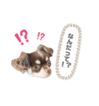 ♡チワワのこたろう（個別スタンプ：3）