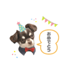 ♡チワワのこたろう（個別スタンプ：4）