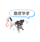 ♡チワワのこたろう（個別スタンプ：5）