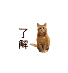 わんどのねこ Ver.2（個別スタンプ：1）