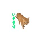 わんどのねこ Ver.2（個別スタンプ：2）