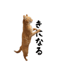 わんどのねこ Ver.2（個別スタンプ：3）
