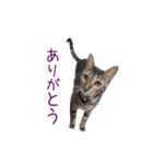 わんどのねこ Ver.2（個別スタンプ：5）