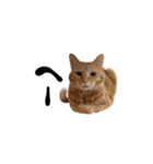 わんどのねこ Ver.2（個別スタンプ：6）
