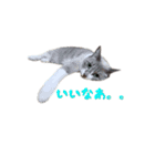わんどのねこ Ver.2（個別スタンプ：7）