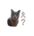 わんどのねこ Ver.2（個別スタンプ：9）