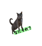わんどのねこ Ver.2（個別スタンプ：10）