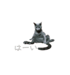 わんどのねこ Ver.2（個別スタンプ：11）