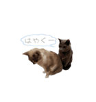 わんどのねこ Ver.2（個別スタンプ：13）