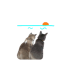 わんどのねこ Ver.2（個別スタンプ：15）