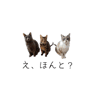 わんどのねこ Ver.2（個別スタンプ：16）