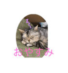 大好き！ココちゃん（個別スタンプ：5）