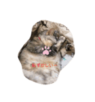 大好き！ココちゃん（個別スタンプ：9）