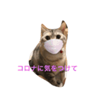 大好き！ココちゃん（個別スタンプ：12）
