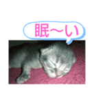 ソマリ家族5（個別スタンプ：6）